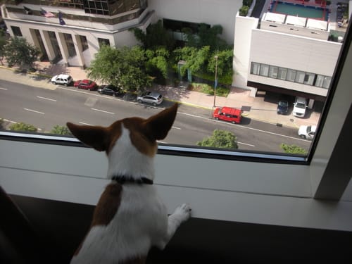 Good Boy: A Journal