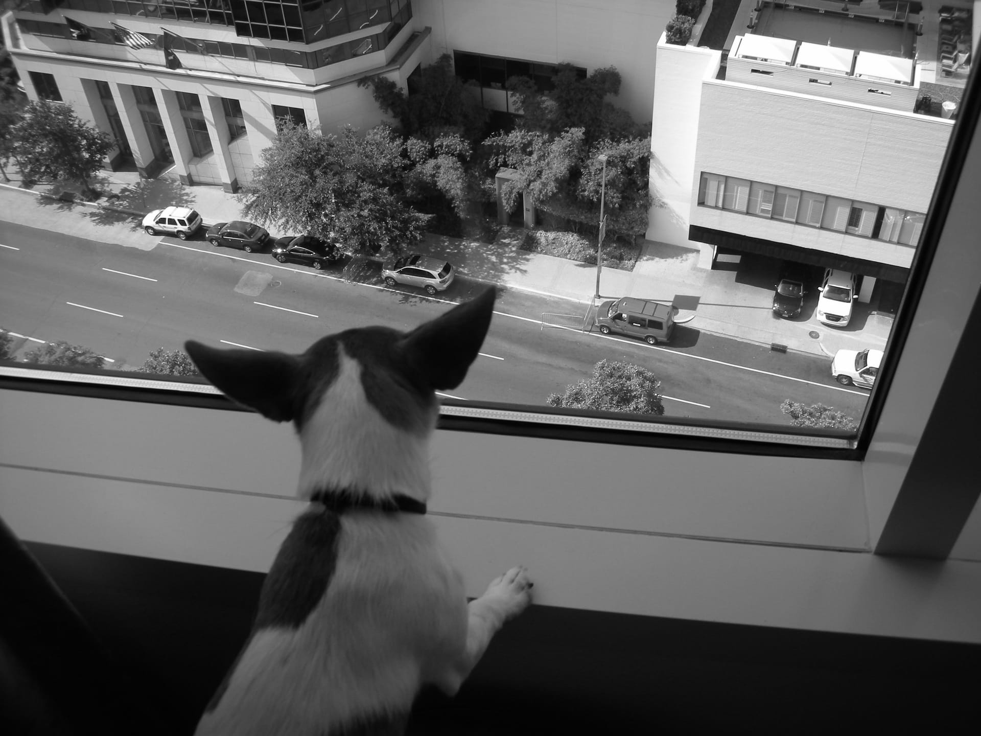 Good Boy: A Journal